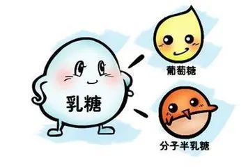 乳糖酶是什么？？？缺乏乳糖酶有四大危害！！